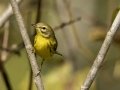 Prairie Warbler - 1268 The Trace, Dover US-TN 36.55396, -87.90181, Stewart, Tennessee, United States, Sept 11, 2024