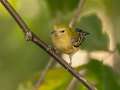 Bay-breasted Warbler - 1268 The Trace, Dover US-TN 36.55396, -87.90181, Stewart, Tennessee, United States, Sept 16, 2024