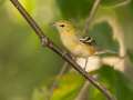 Bay-breasted Warbler - 1268 The Trace, Dover US-TN 36.55396, -87.90181, Stewart, Tennessee, United States, Sept 16, 2024