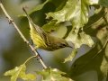 Prairie Warbler - 1268 The Trace, Dover US-TN 36.55396, -87.90181, Stewart, Tennessee, United States, Sept 11,  2024