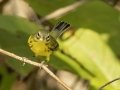 Prairie Warbler - 1268 The Trace, Dover US-TN 36.55396, -87.90181, Stewart, Tennessee, United States, Sept 12, 2024