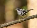 Black-and-white Warbler - Barkley WMA, Stewart, Tennessee, United States, Oct 2, 2024