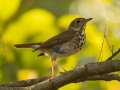 Hermit Thrush - Barkley WMA, Stewart, Tennessee, United States, Oct 13, 2024