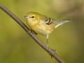 Bay-breasted Warbler - Gatling Point Rec Area (36.5575,-87.9038), Stewart, Tennessee, United States, Oct 10, 2024