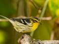 Blackburnian Warbler - Gatling Point Rec Area (36.5575,-87.9038), Stewart, Tennessee, United States, Oct 2, 2024