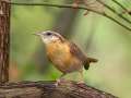 Carolina Wren - 1268 The Trace, Dover US-TN 36.55396, -87.90181, Stewart, Tennessee, United States, Sept 24, 2024