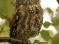 Eastern Screech-Owl - 1268 The Trace, Dover US-TN, Stewart County, Tennessee, Sept 14, 2024