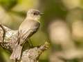 Eastern Phoebe - Barkley WMA, Stewart, Tennessee, United States, Oct 2, 2024