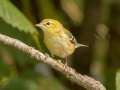 Bay-breasted Warbler - Gatling Point Rec Area (36.5575,-87.9038), Stewart, Tennessee, United States, Oct 10, 2024