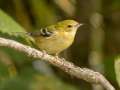 Bay-breasted Warbler - Gatling Point Rec Area (36.5575,-87.9038), Stewart, Tennessee, United States, Oct 10, 2024