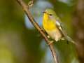 Northern Parula - 1268 The Trace, Dover US-TN 36.55396, -87.90181, Stewart, Tennessee, United States, Sept 18, 2024