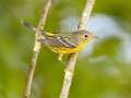 Magnolia Warbler - 1268 The Trace, Dover US-TN 36.55396, -87.90181, Stewart, Tennessee, United States, Sept 16, 2024