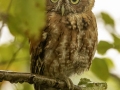 Screech Owl