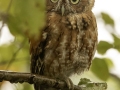 Screech Owl