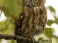 Eastern Screech-Owl - 1268 The Trace, Dover US-TN, Stewart County, Tennessee, Sept 14, 2024