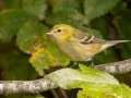 Bay-breasted Warbler - Gatling Point Rec Area (36.5575,-87.9038), Stewart, Tennessee, United States, Oct 10, 2024