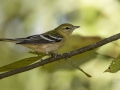 Bay-breasted Warbler - 1268 The Trace, Dover US-TN 36.56384, -87.90733, Stewart, Tennessee, United States,, Sept 8, 2024