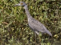 Yellow-crowned Night-Heron