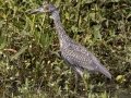 Yellow-crowned Night-Heron - Tennessee NWR--Duck River Unit--Duck River Bottoms, Humphreys, Tennessee, Aug 14, 2024