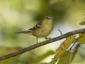 Bay-breasted Warbler - 1268 The Trace, Dover US-TN 36.56384, -87.90733, Stewart, Tennessee, United States, Sept 8. 2024