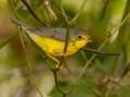 Canada Warbler - 1268 The Trace, Dover US-TN 36.55396, -87.90181, Stewart, Tennessee, United States, Sept 16, 2024