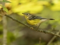 Magnolia Warbler - 1268 The Trace, Dover US-TN 36.55396, -87.90181, Stewart, Tennessee, United States, Sept 11, 2024