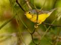 Canada Warbler - 1268 The Trace, Dover US-TN 36.55396, -87.90181, Stewart, Tennessee, United States, Sept 16, 2024