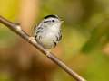 Black-and-white Warbler - Gatling Point Rec Area (36.5575,-87.9038), Stewart, Tennessee, United States, Oct 10, 2024