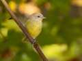 Orange-crowned Warbler - Gatling Point Rec Area (36.5575,-87.9038), Stewart, Tennessee, United States, Oct 17, 2024