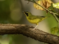 Kentucky Warbler - 1268 The Trace, Dover US-TN 36.55396, -87.90181, Stewart, Tennessee, United States, Sept 11, 2024