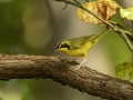 Kentucky Warbler - 1268 The Trace, Dover US-TN 36.55396, -87.90181, Stewart, Tennessee, United States, Sept 11, 2024