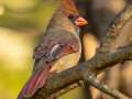 Northern Cardinal -  Barkley Wildlife Management Area - Stewart County - TN, Oct 13,, 2024