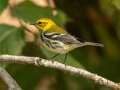 Black-throated Green Warbler - Gatling Point Rec Area (36.5575,-87.9038), Stewart, Tennessee, United States, Oct 10, 2024