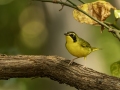 Kentucky Warbler - 1268 The Trace, Dover US-TN 36.55396, -87.90181, Stewart, Tennessee, United States, Sept 11, 2024