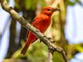 Scarlet Tanager