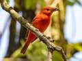 Scarlet Tanager - Gatling Point Rec Area, Stewart County, Tennessee, Sept 15, 2024
