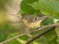 Ruby-crowned Kinglet - 1268 The Trace, Dover US-TN, Stewart County, Tennessee, Sept 28, 2024