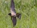 Barn Swallow - Fort Donelson National Battlefield, Stewart, Tennessee, United States, July 26, 2024