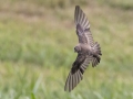 Northern Rough-winged Swallow - Fort Donelson National Battlefield, Stewart, Tennessee, United States, July 26, 2024