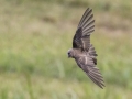 Northern Rough-winged Swallow - Fort Donelson National Battlefield, Stewart, Tennessee, United States, July 26, 2024