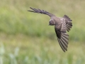 Northern Rough-winged Swallow - Fort Donelson National Battlefield, Stewart, Tennessee, United States, July 26, 2024