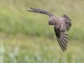 Northern Rough-winged Swallow - Fort Donelson National Battlefield, Stewart, Tennessee, United States, July 26, 2024