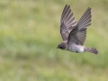 Northern Rough-winged Swallow - Fort Donelson National Battlefield, Stewart, Tennessee, United States, July 26, 2024