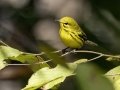 Prairie Warbler - 1268 The Trace, Dover US-TN 36.55396, -87.90181, Stewart, Tennessee, United States, Sept 8, 2024