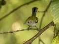 Chestnut-sided Warbler - Gatling Point Rec Area (36.5575,-87.9038), Stewart, Tennessee, United States, June 21, 2024