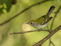 Chestnut-sided Warbler - 1268 The Trace, Dover US-TN 36.55396, -87.90181, Stewart, Tennessee, United States, Sept 11, 2024