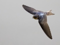 Barn Swallow - Fort Donelson National Battlefield, Stewart, Tennessee, United States, July 26, 2024