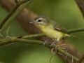 Warbling Vireo