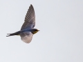 Barn Swallow - Fort Donelson National Battlefield, Stewart, Tennessee, United States, July 26, 2024