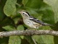 Black-and-white Warbler - 1268 The Trace, Dover US-TN 36.55396, -87.90181, Stewart, Tennessee, United States, Sept 20, 2024